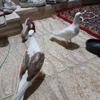 ۳عدد کفتر