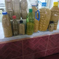 گرده گل زنبور|عمده‌فروشی|قروه, |دیوار