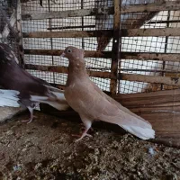کبوتر رنگی جوان|پرنده|اهواز, دغاغله|دیوار