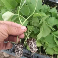 نشا بادمجان