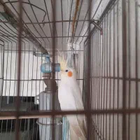 عروس هلندی|پرنده|تهران, جی|دیوار