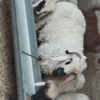 قوچ نر بزرگ