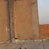 کبوتر گمشده۱|پرنده|شیروان (خراسان), |دیوار