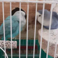 طوطی برزیلی|پرنده|کرج, مصباح|دیوار