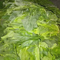 اسفناج تازه