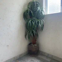 درختچه مصنوعی