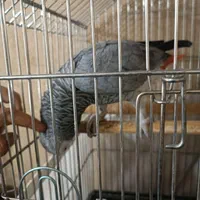 کاسکو سخنگو|پرنده|تهران, صاحب الزمان|دیوار
