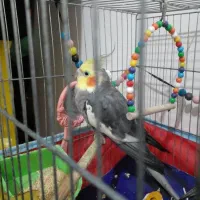 پرنده|پرنده|ساری, |دیوار