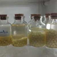 حلزون آلبینو|خزنده|بندرعباس, |دیوار