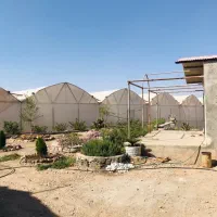 فروش گلخانه صیفی جات