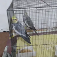 یک جفت عروس هلندی هردودست آموز به علت مهاجرت زیر|پرنده|سراب, |دیوار