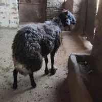 قوچ همو|حیوانات مزرعه|چگنی, |دیوار