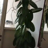 گل گوش فیل سالم و سرحال