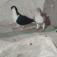 کبوتر|پرنده|نیشابور, مازول|دیوار