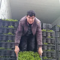 پخش تیراژ سبزه نارنج