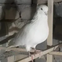 کبوتر پرشی|پرنده|ساوه, |دیوار