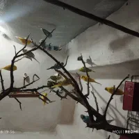 پرنده