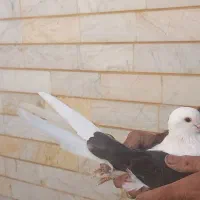 کبوتر|پرنده|شاهرود, |دیوار