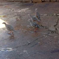 بلدرچین|پرنده|مسجد سلیمان, |دیوار