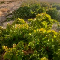 فروش باغ انگور در شهر نرجه ۸۰۰۰ هزار متر