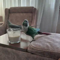 گرینچیک نر کوکو ماده