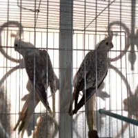 جفت عروس دوکت