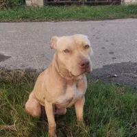 پیتپول|سگ|لنگرود, |دیوار