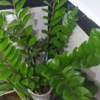 گل زاموفیلیا|گل و گیاه طبیعی|خاو و میرآباد, |دیوار