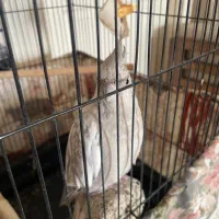 عروس هلندی ایزابلا