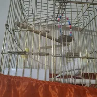 عروس هلندی مولد|پرنده|کرج, اخترآباد|دیوار