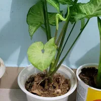 گل و گلدان طبیعی ارزان|گل و گیاه طبیعی|ایلام, |دیوار