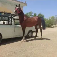 اسب نریان