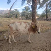 گاو شیری ‌آبستن|حیوانات مزرعه|کهنوج, |دیوار