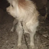 واگذاری ب کسی ک ازش مراقبت کنه