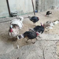 بوقلمون|حیوانات مزرعه|شبانکاره, |دیوار