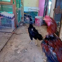 مرغ وخروش وکبوتر