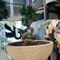 انواع گل و گیاه و بنسای|گل و گیاه طبیعی|مشهد, کوه سنگی|دیوار