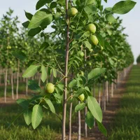 نهال گردو رفسنجان پوست کاغذی|حراج|خلخال, |دیوار