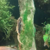 پوزه بوته ای رد ماربل سوپر باله