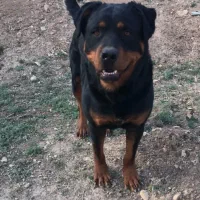 سگ روتوایلر نژاد دار گردن کلفت اصیل