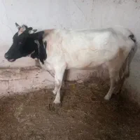 گاو|حیوانات مزرعه|نظر کهریزی, |دیوار