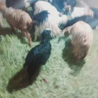 بزغاله|حیوانات مزرعه|زنجان, |دیوار