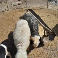 دوراس بره نر وماده چاق تخت