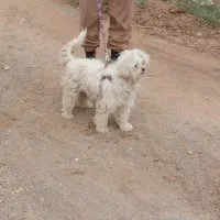 پاپی|سگ|ساوه, |دیوار