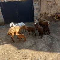 گوسفند میش و بره