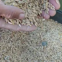 جو محلی کردستان