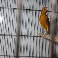 جوجه|پرنده|شهرکرد, |دیوار