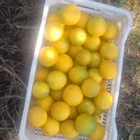 پرتقال تازه مستقیم از باغ