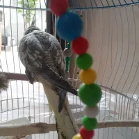 عروس هلندی خوشگل و اهلی|پرنده|مراغه, |دیوار