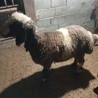 دو..رس نر بره چاق